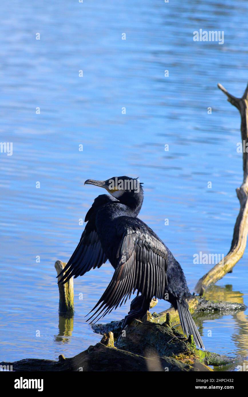 Kormoran Stockfoto