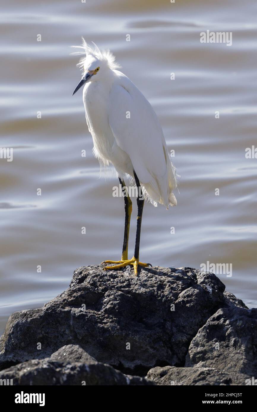 Verschneite Reiher auf der Nahrungssuche am Rand des Wassers. Don Edwards SF National Wildlife Refuge, Santa Clara County, Kalifornien, USA. Stockfoto