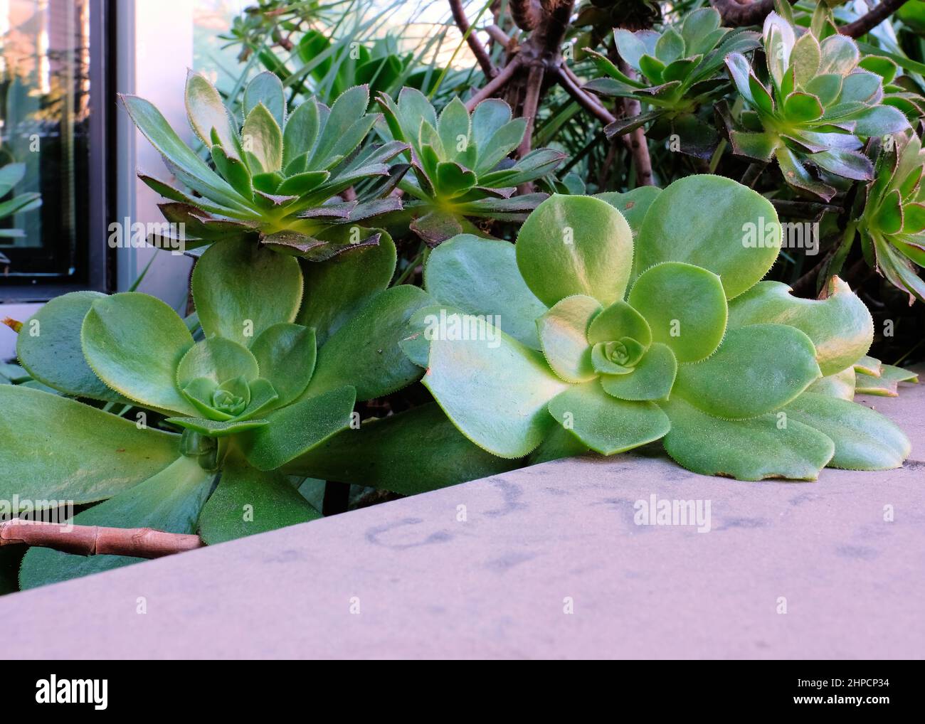 Aeonium Urbicum Untertasse Pflanze mit stacheligen Blatträndern; eine immergrüne mehrjährige Sukulente in der Familie der Crassulaceae. Stockfoto