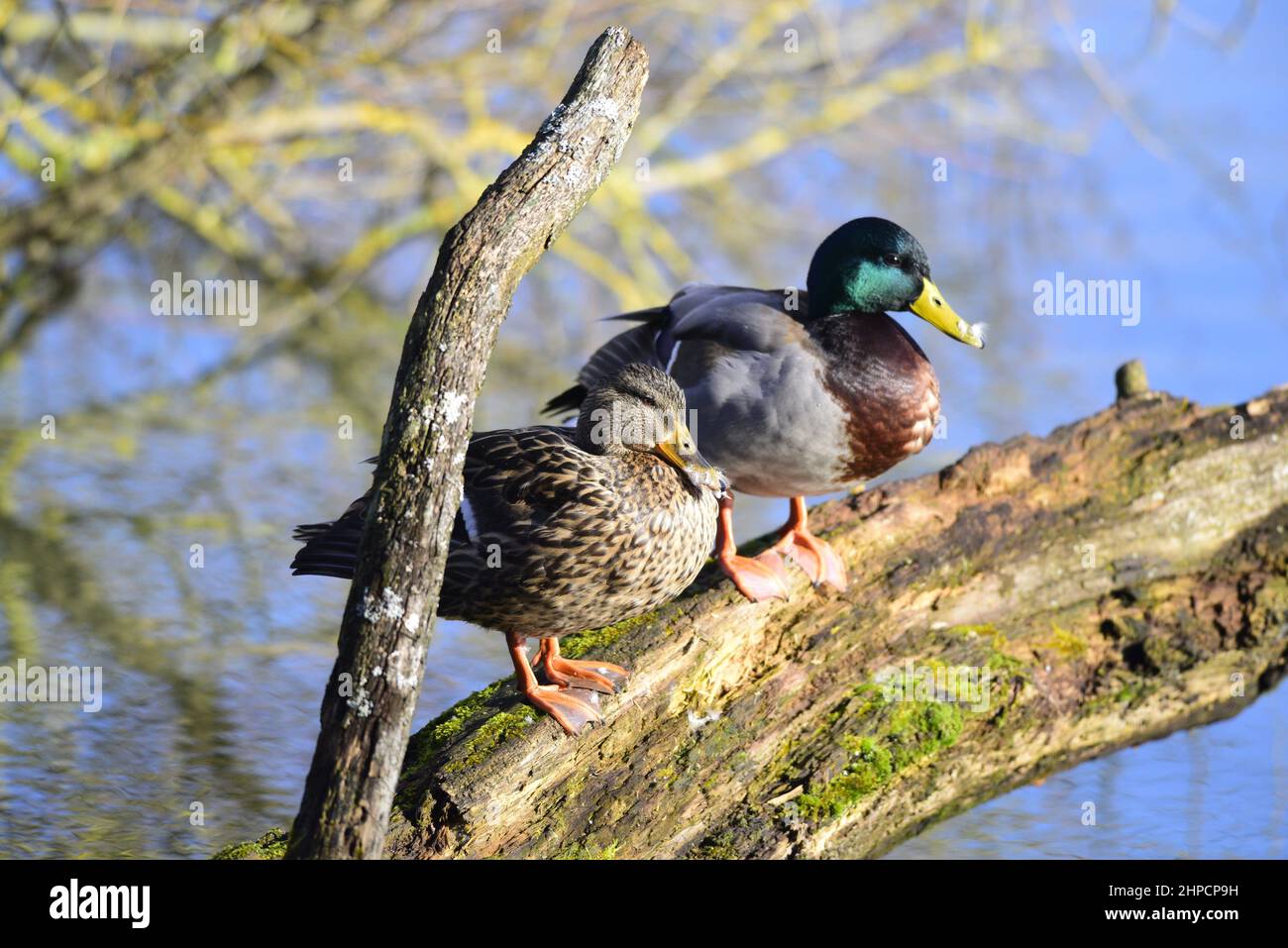 Stockente oder Anas platyrhynchos Stockfoto