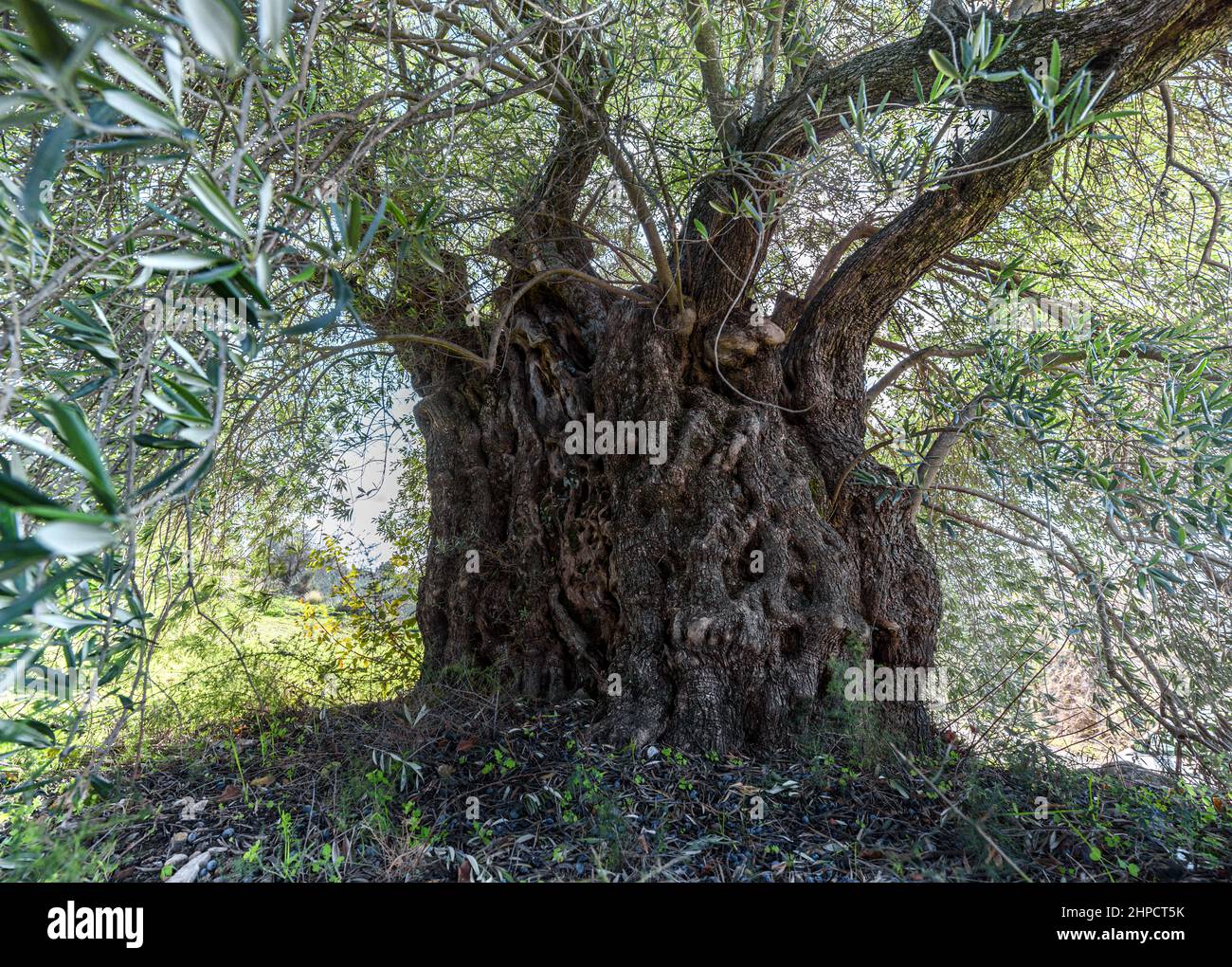 Monumentaler alter Olivenbaum mit verformter Rinde und Ästen Stockfoto