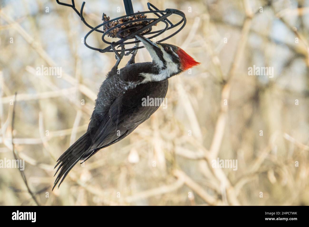 Großer weiblicher Pileated Woodpecker am Feeder Stockfoto