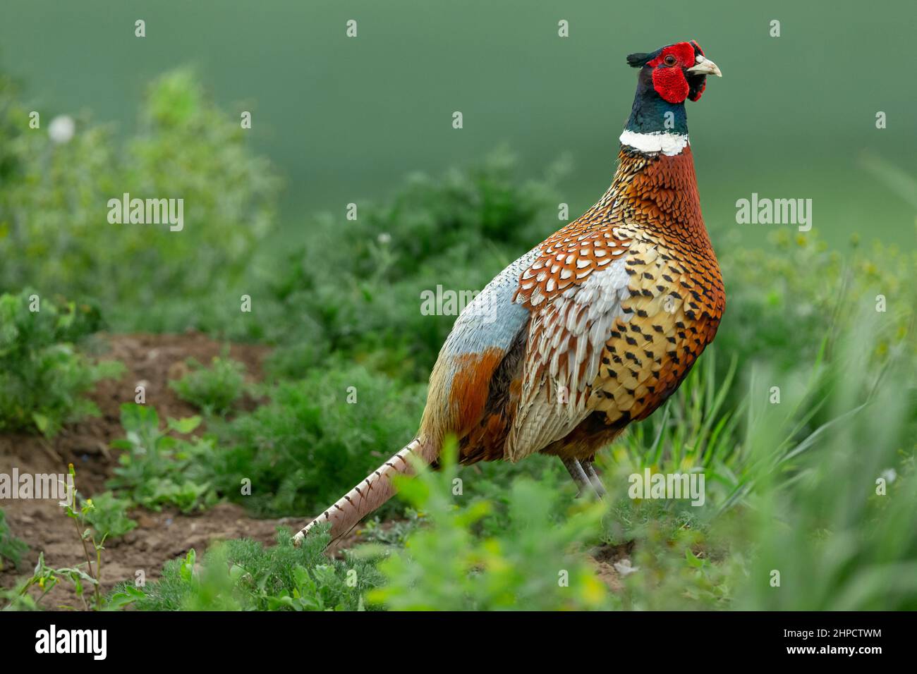 Nahaufnahme eines farbenfrohen männlichen, ringhalsigen Phasans im Frühling. Direkt in einem natürlichen Lebensraum von Ackerland. Wissenschaftlicher Name: Phasianus colchicus. H Stockfoto