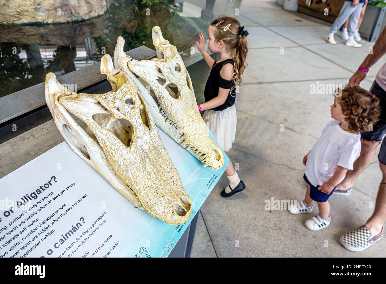 Miami Florida Phillip und Patricia Frost Museum of Science innen Ausstellung Hands-on Alligator Krokodil Schädel Vergleich Mädchen suchen Stockfoto