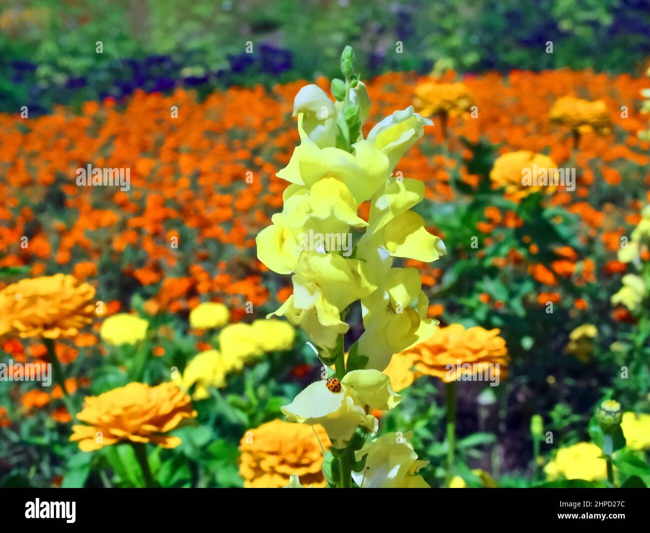 Im Stuttgarter Stadtpark namens Killespark Stockfoto