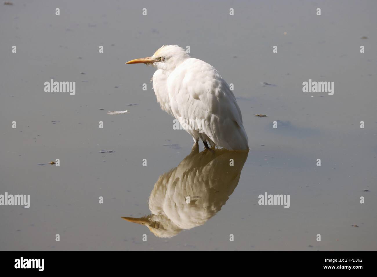 Weißer Vogel am Strand Stockfoto