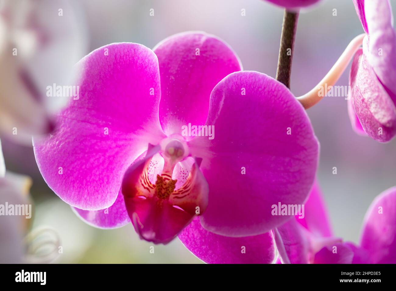 Nahaufnahme Farbe Orchideen, Phalaenopsis aphrodite ist eine Orchideenart, die vom Südosten Taiwans bis zu den Philippinen gefunden wurde. Stockfoto