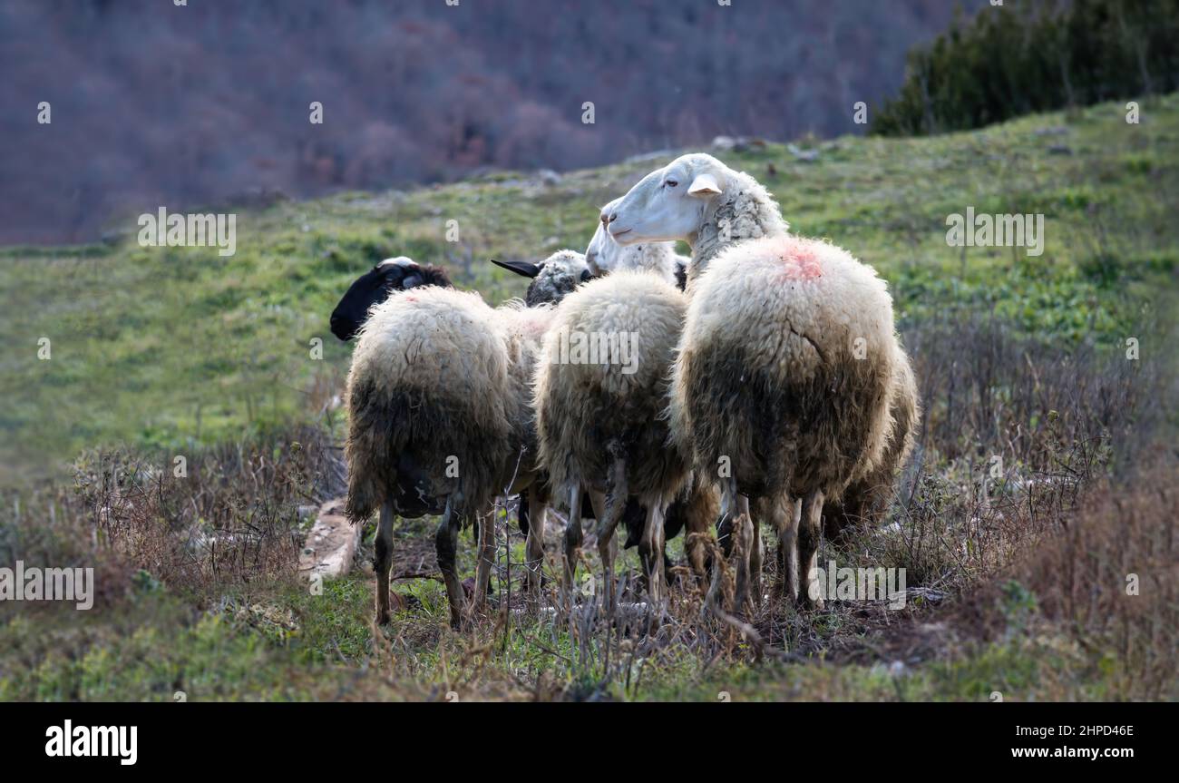 Schafherde beim Weidekonzept. Weiße Farbe, fünf Wiederkäuer Säugetier Tier mit dicken wolligen Mantel auf grasen. Lamm- und Mutterschaffarm. Hügelhintergrund. Stockfoto