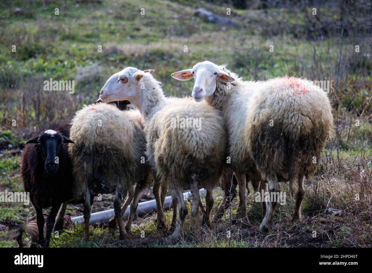 Schafschar auf der Weide. Vier Wiederkäuer Säugetier Tier mit dicken Wollmantel bei grasen. Lamm- und Mutterschaffarm. Zwei betrachten die Kamera. Stockfoto