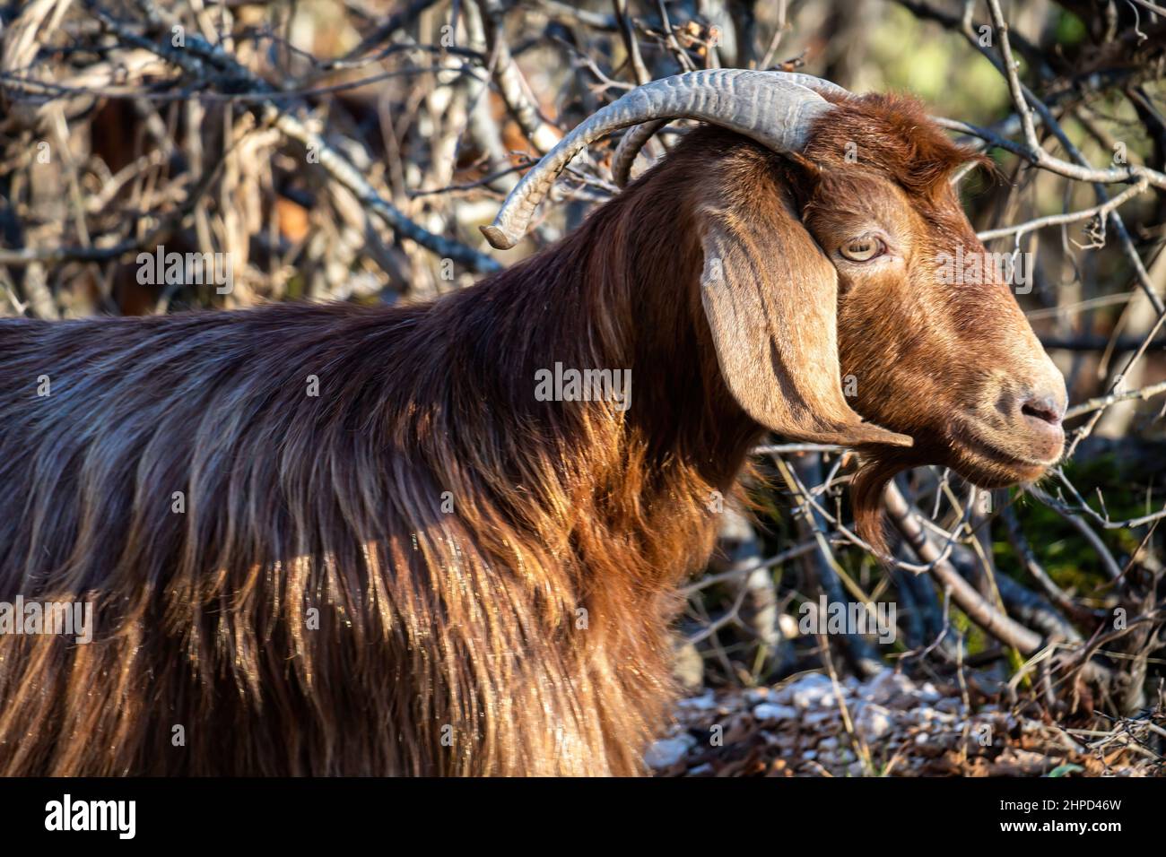 Billy Goat auf der Weide. Ein braunes männliches Wiederkäuer-Säugetier mit rückwärts geschwungenen Horn und Bart vor dem Hintergrund der Natur. Stockfoto