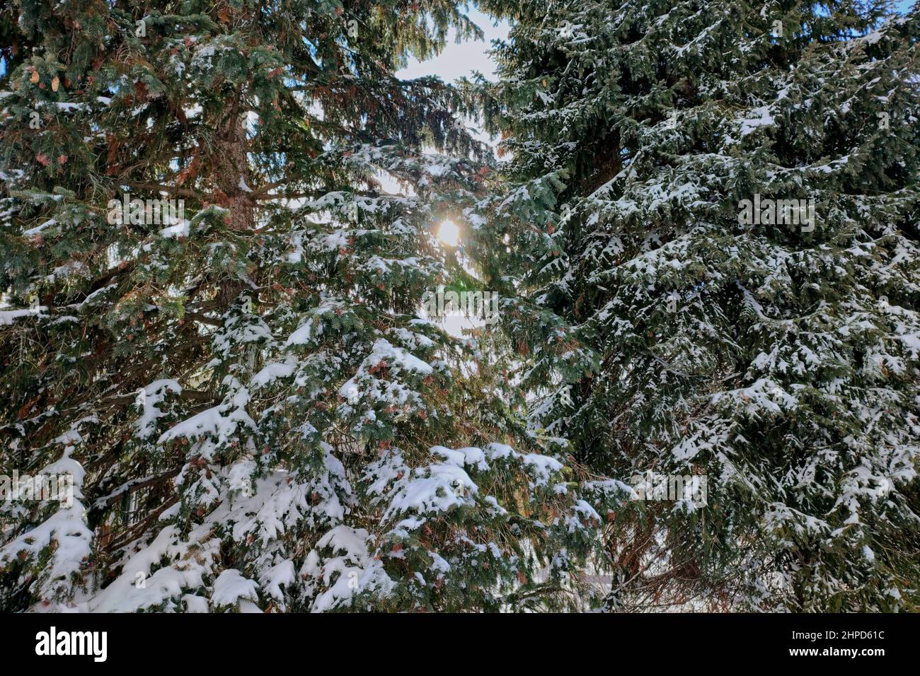 Schneebedeckte Kiefer im öffentlichen Park mit Lichtreflexen. Hintergründe Foto der Winterlandschaft. Stockfoto
