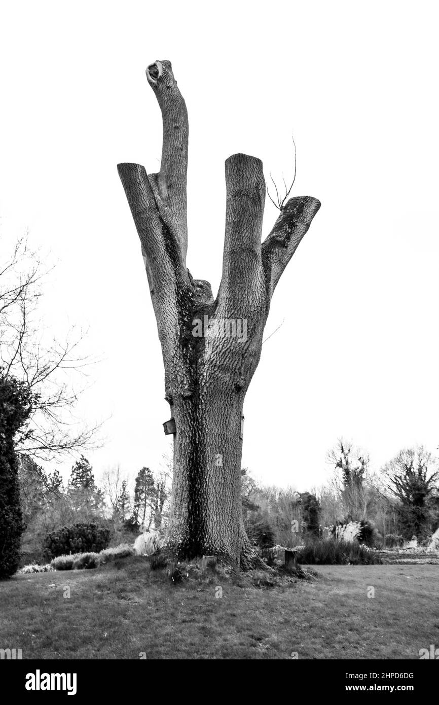 Als Bildende Kunst angesehen Fotografien, die um den Bressingdon Park in Norfolk mit einigen absichtlichen ICM-Kamerabewegungen während der Belichtung aufgenommen wurden. Stockfoto