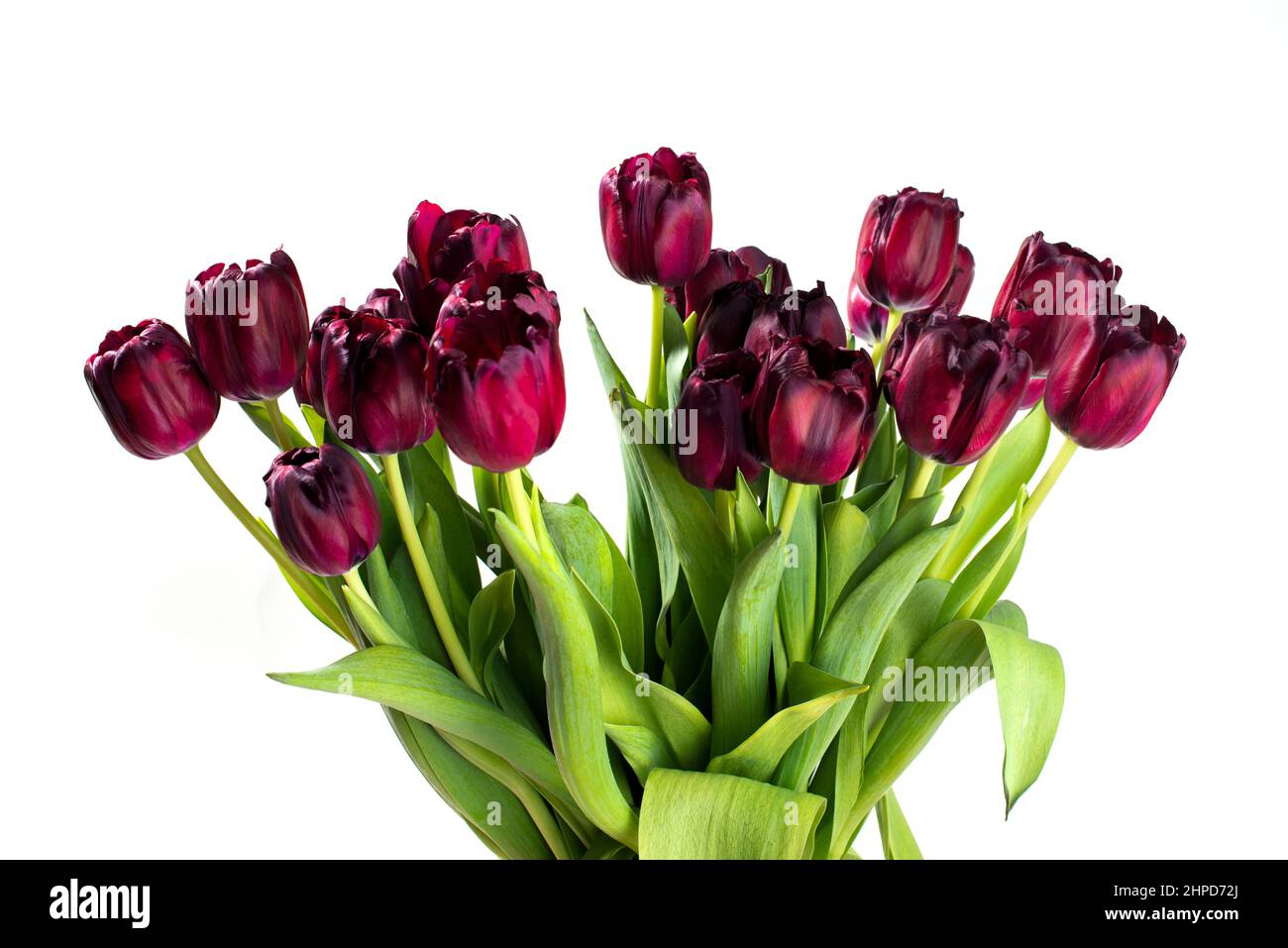 Bouquet von dunkelroten Tulpen isoliert auf weißem Hintergrund. Stockfoto