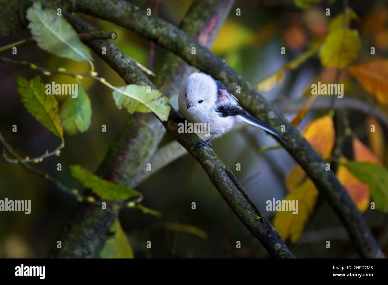 Aegithalos caudatus, auch Langschwanzbuschmeise genannt, ist ein in ganz Europa verbreiteter Vogel Stockfoto