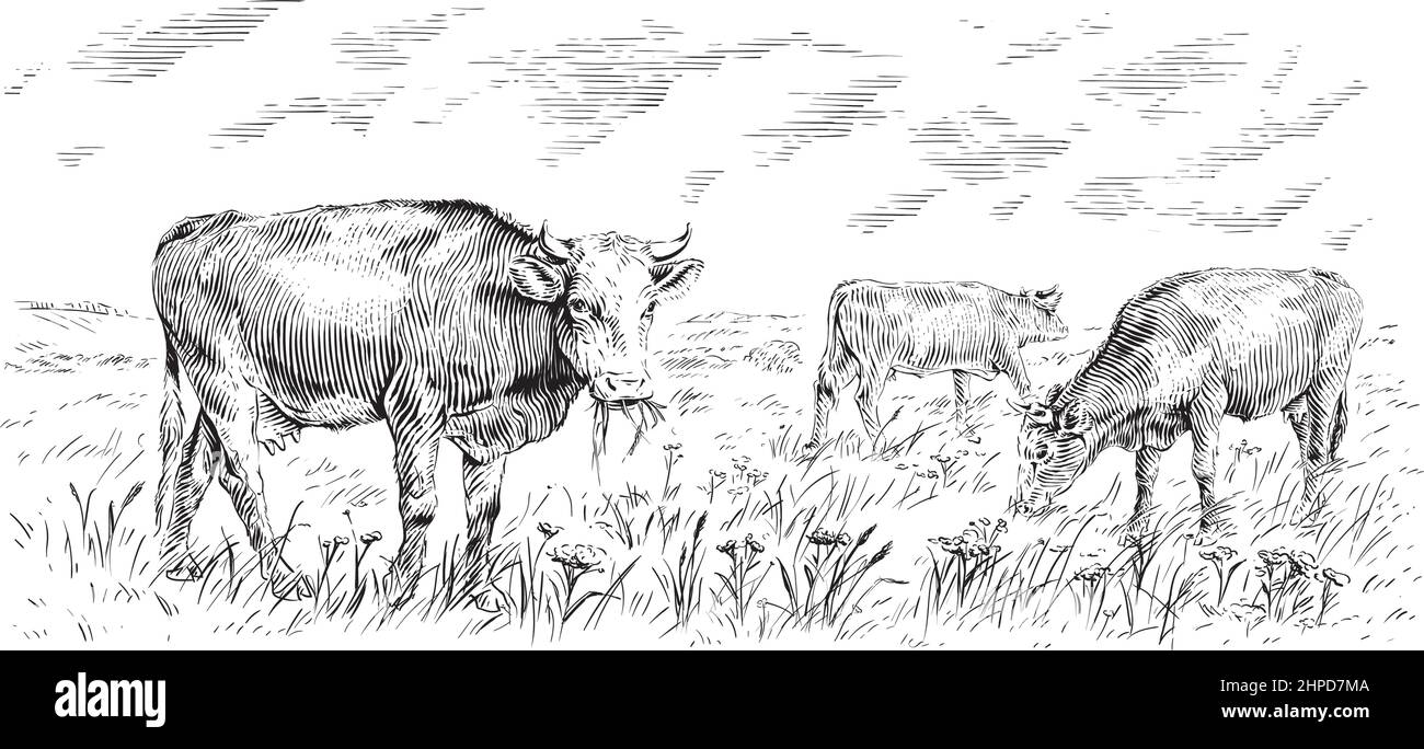 Herde von Kühen steht knabbernd Gras Skizze Gravur Illustration Stil Vektor Stock Vektor