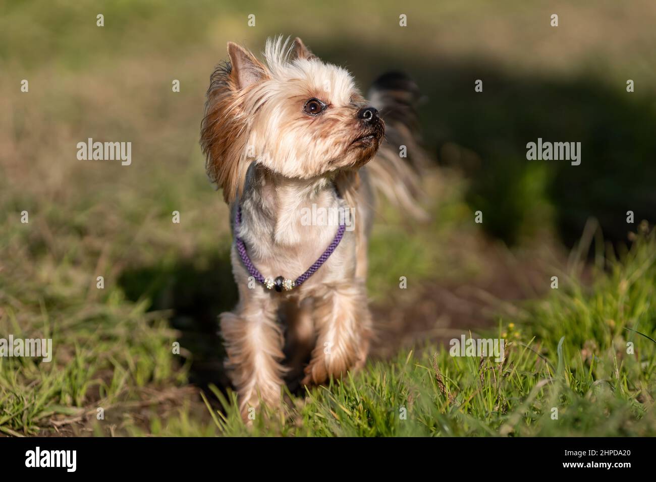 Netter yorkshire Terrier Hund mit stylischem Kragen, der in der Natur spazieren geht Stockfoto
