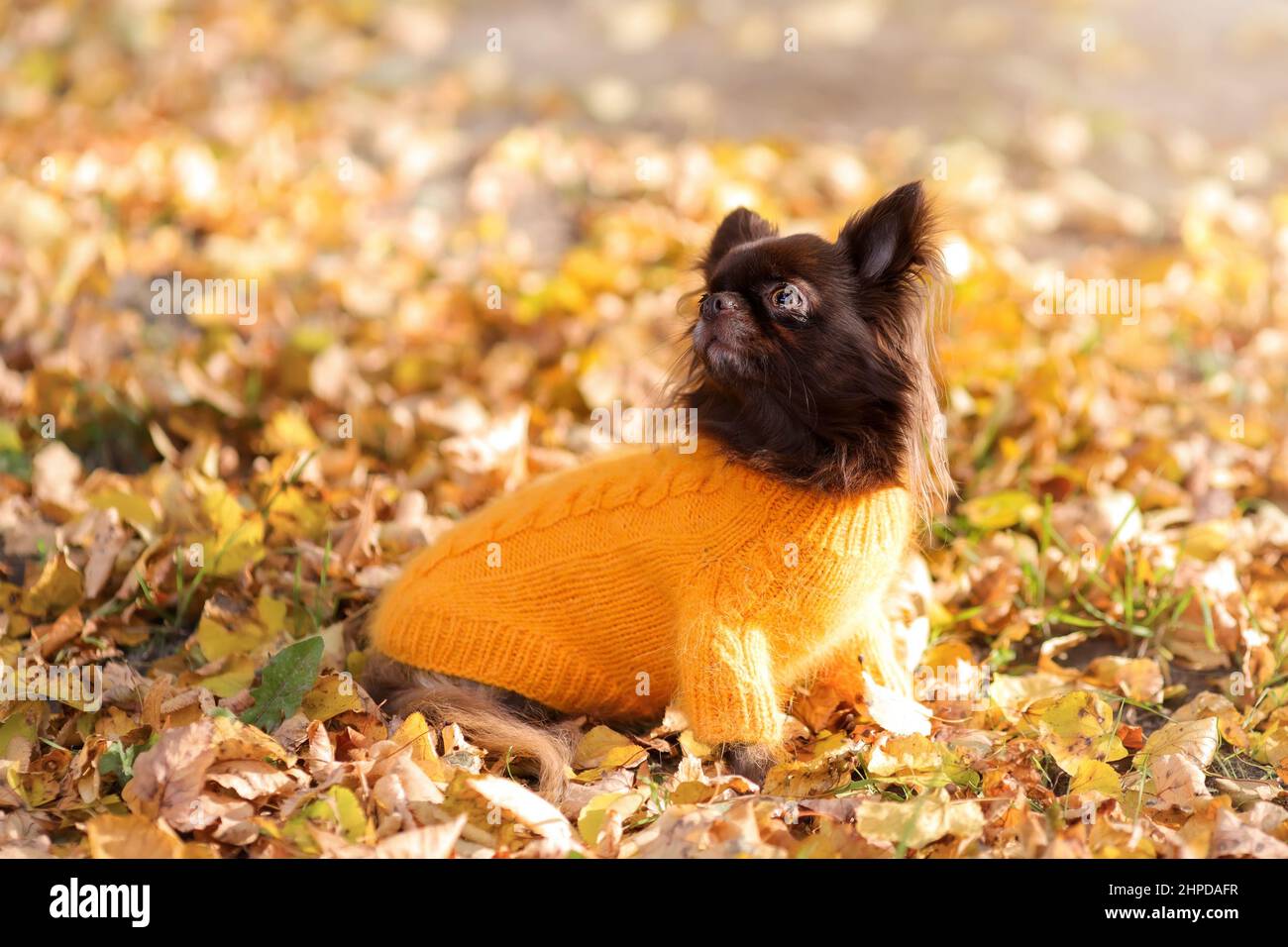 Der niedliche braune chihuahua Hund in stylischer orangefarbener Strickkleidung sitzt in der kalten Herbstsaison inmitten gelb gefallener Blätter in der Natur. Stockfoto