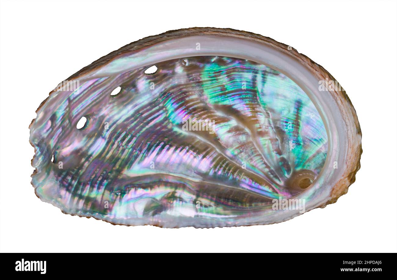 Schöne ohrförmige Abalone-Schale. Haliotis. Nahaufnahme von pastellfarbenem Acre in welliger Meeresschnecke mit kleinen Löchern. Glänzende Perloberfläche. Stockfoto
