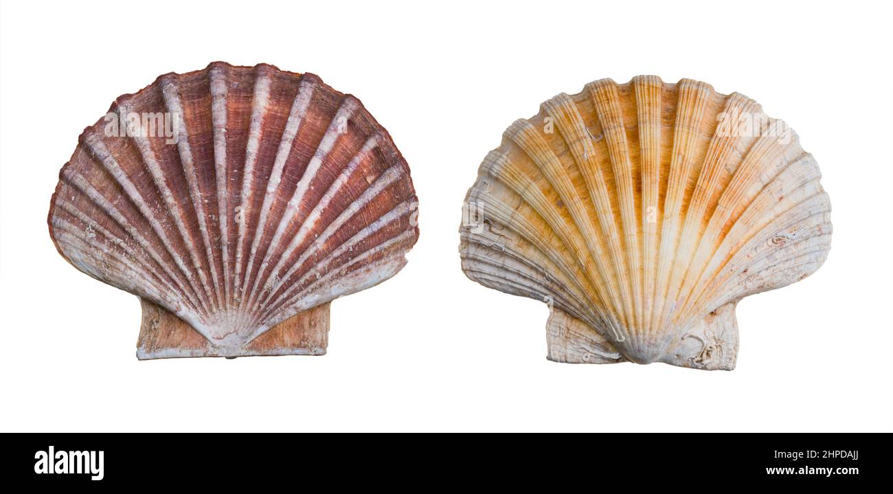 Zwei Schalenhälften von großer Jakobsmuschel isoliert auf einem weißen Hintergrund. Pecten maximus oder jacobaeus. Konvexes unteres und flaches oberes kalkhaltiges Muschelventil. Stockfoto