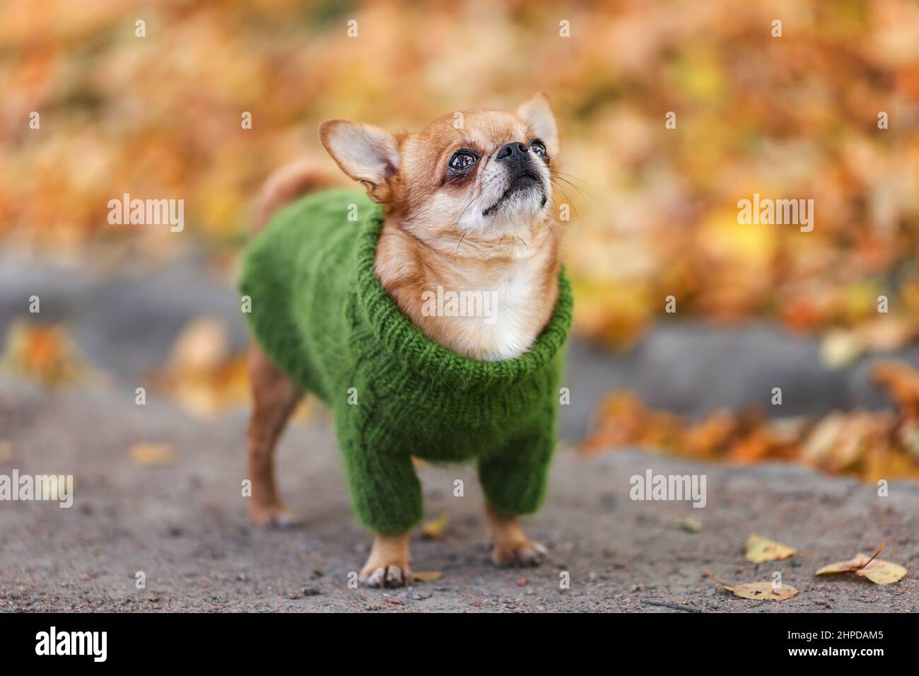 Der traurige kleine chihuahua Hund in stylischer grüner Strickkleidung steht in der herbstlichen Natur zwischen gelb gefallenen Blättern. Stockfoto