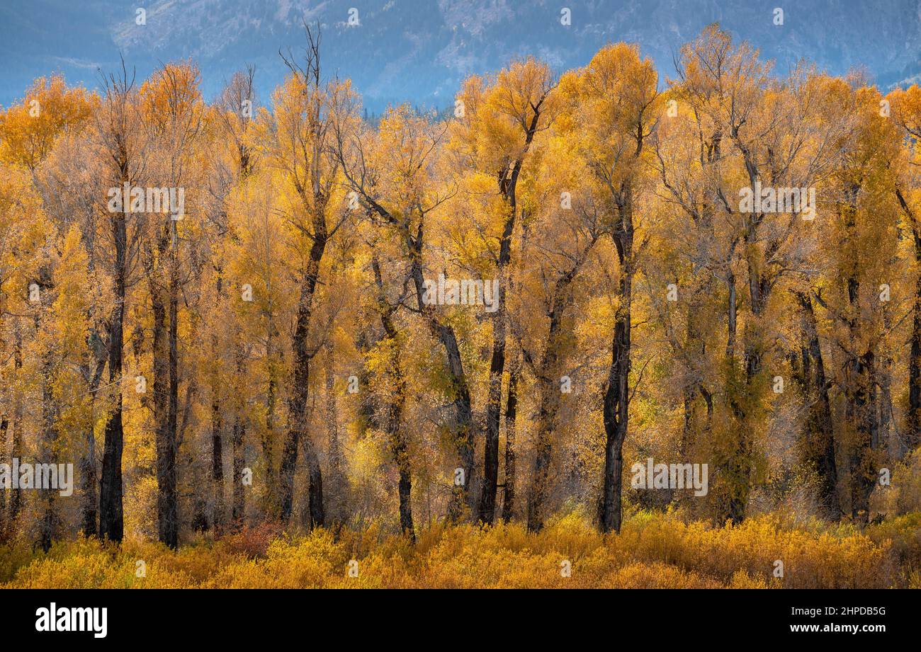Cottonwood-Bäume im Herbst bei Blacktail Ponds im Grand Teton National Park, Wyoming. Stockfoto