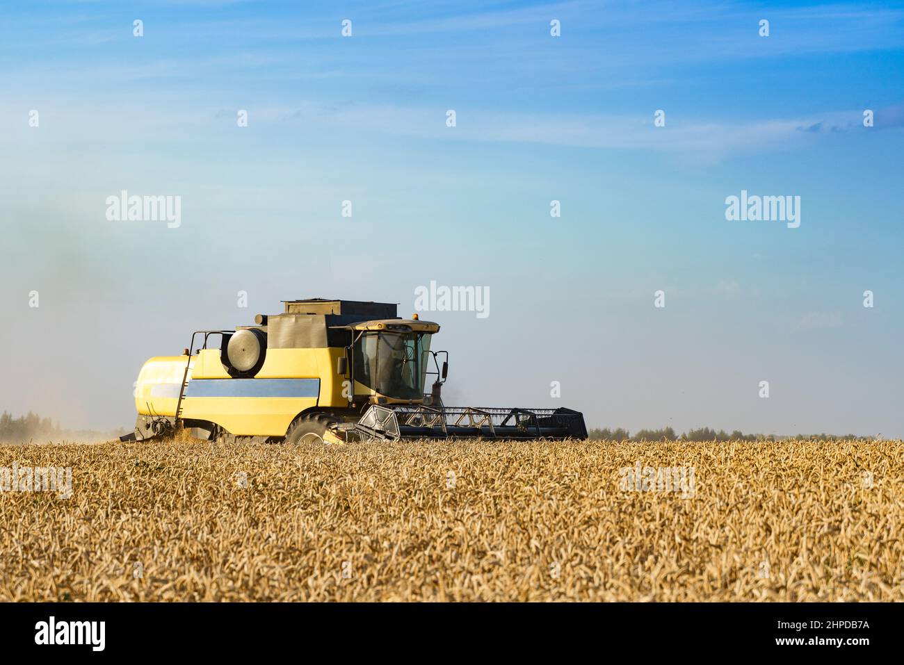 Mähdrescher ernten reifen Weizen. Reife Ähren gold Feld auf den Sonnenuntergang bewölkt orange Himmel Hintergrund. . Konzept für eine reiche Ernte. Landwirtschaft Stockfoto