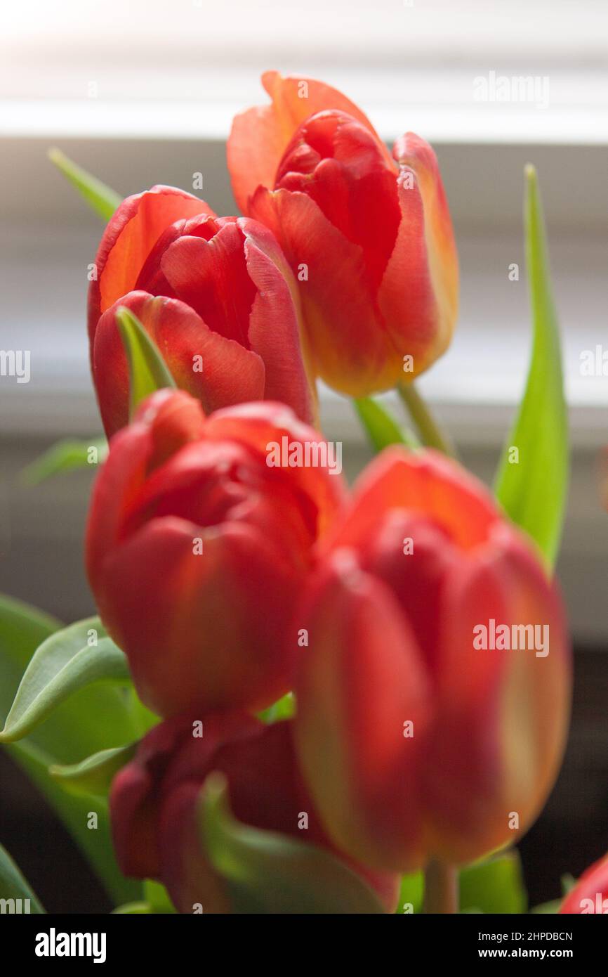 Bouquet von roten Tulpen Stockfoto