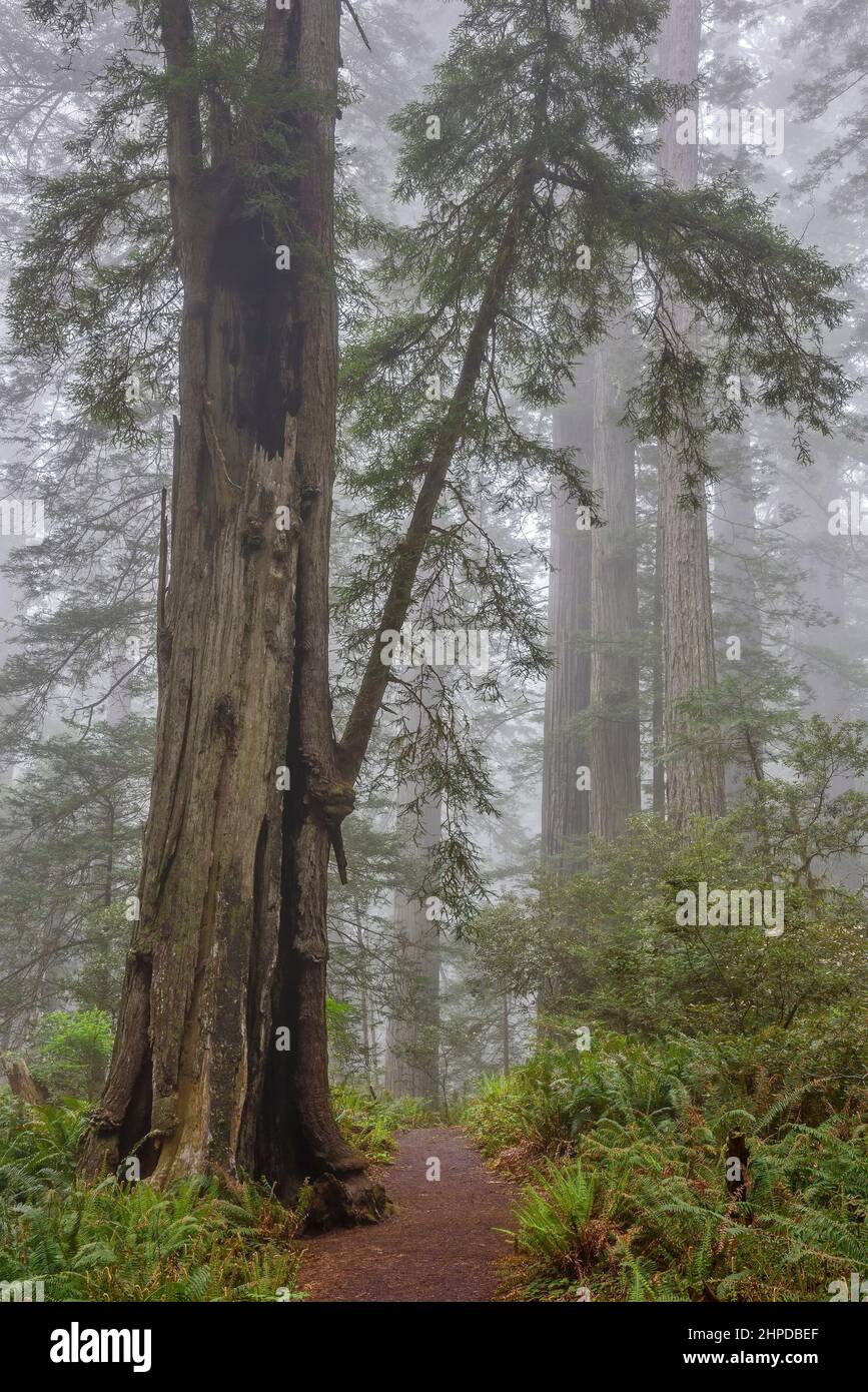 Lady Bird Johnson Grove, Redwoods National- und State Parks, Kalifornien. Stockfoto