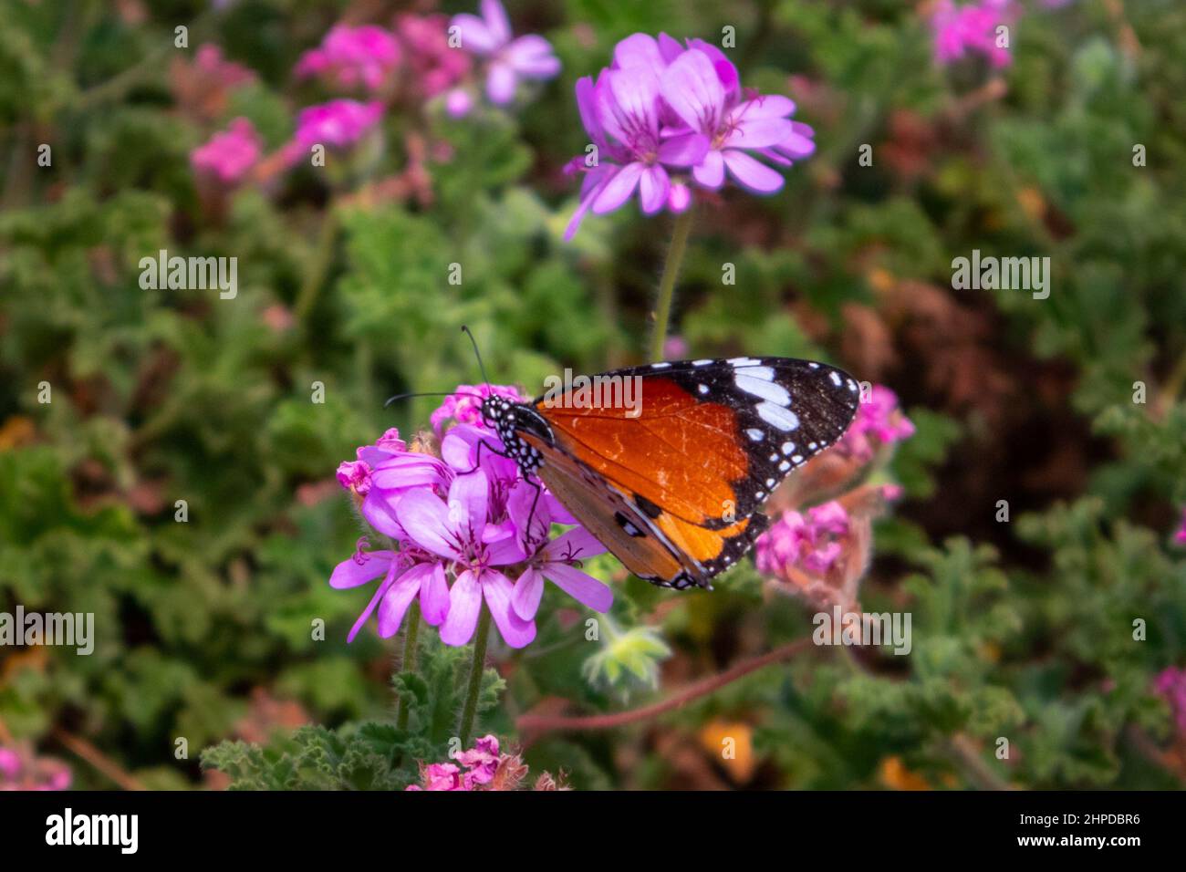 Afrikanischer Monarch Schmetterling orange Farbe von der Seite abgebildet, verschwommener Hintergrund Stockfoto
