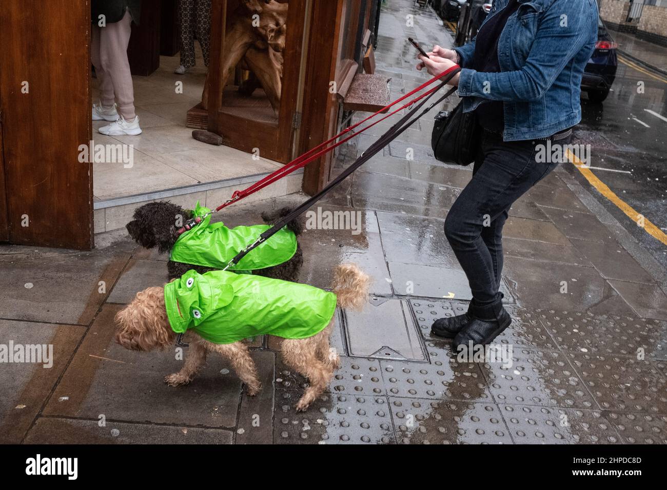 Zwei Hunde in Regenjacken, die an einem feuchten Tag in London, Großbritannien, spazieren gehen Stockfoto