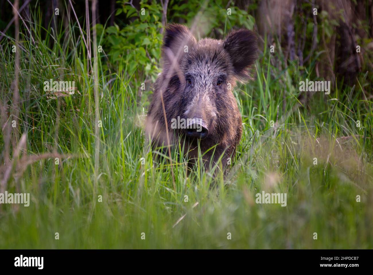 Sus scrofa - auch bekannt als die Wildschweine Stockfoto