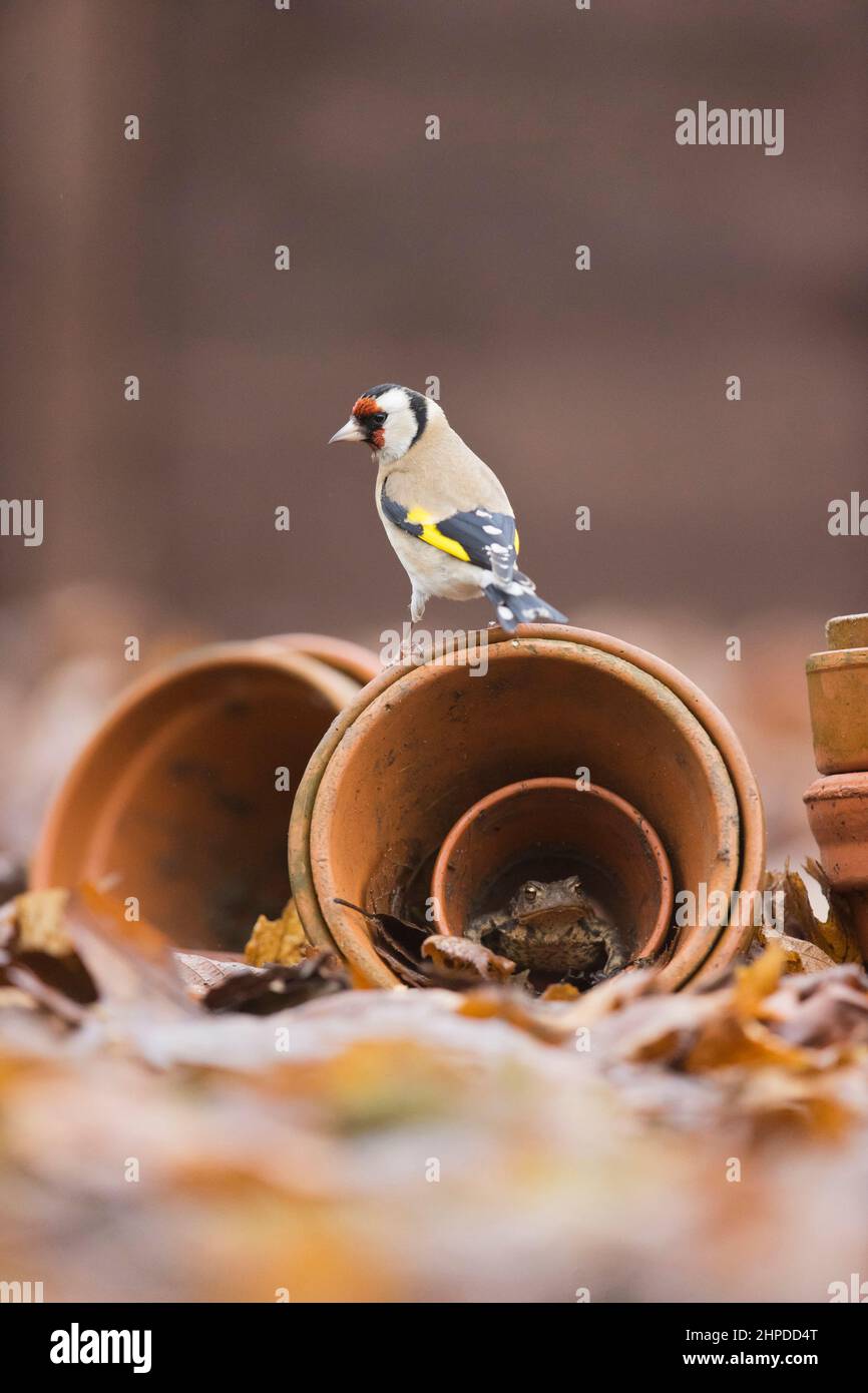 Europäischer Goldfink Carduelis carduelis, erwachsen auf Blumentöpfen sitzend, die Kröte Bufo bufo beherbergen, erwachsen, Suffolk, England, Dezember Stockfoto