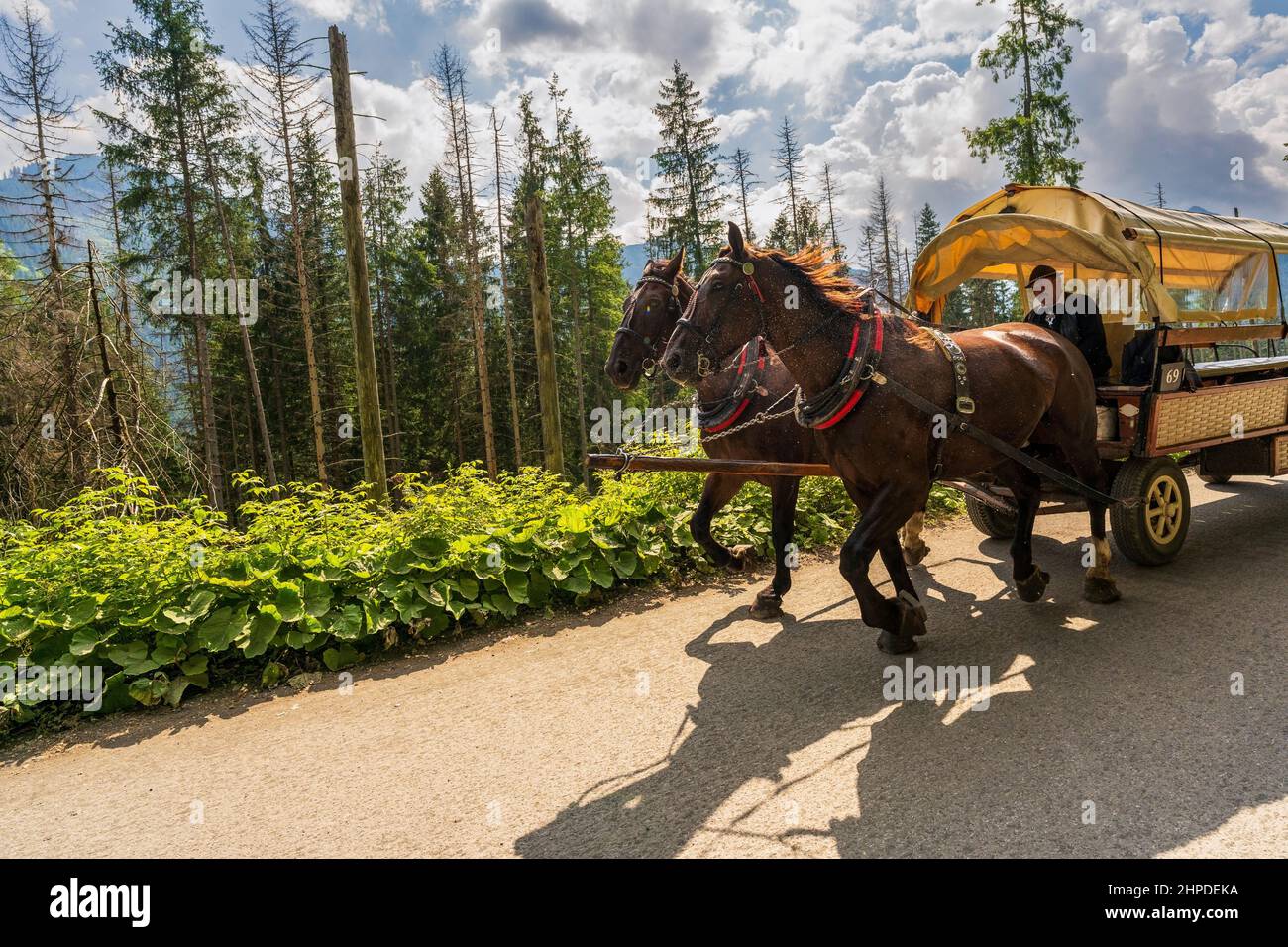 Zakopane, Polen - 14. August 2021: Pferd mit Kutsche im historischen Zentrum des Zakopane Bergdorfes auf dem Weg nach morskie oko gegen hohe Bäume Stockfoto