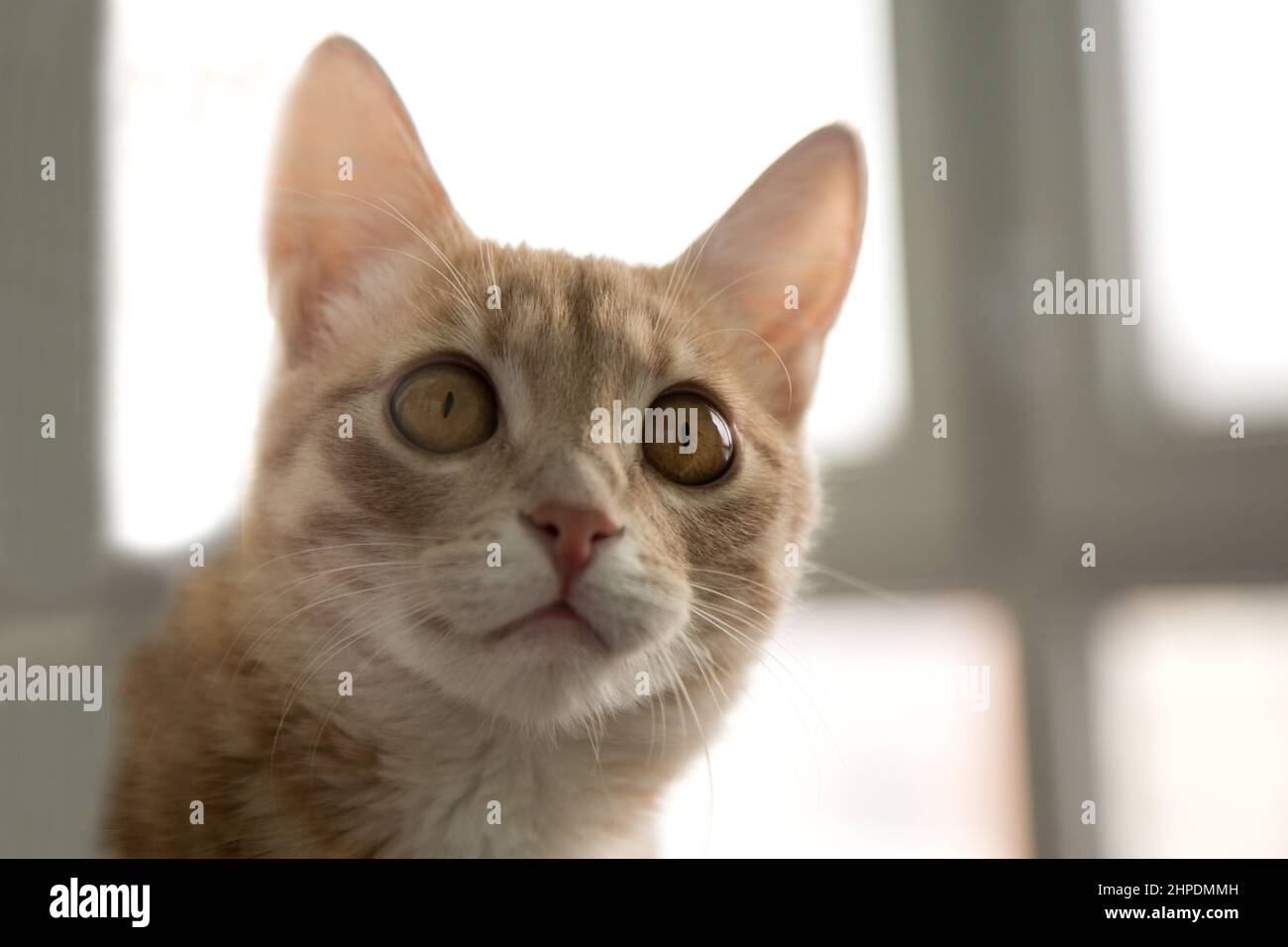 Nahaufnahme Porträt des roten Katzenkopfes mit schönen bernsteinfarbenen Augen, Makro Stockfoto