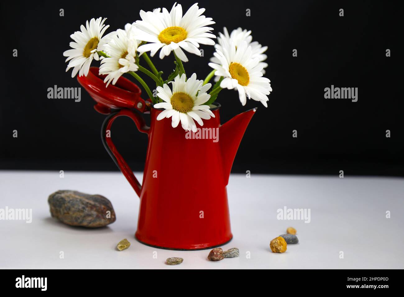 Stillleben mit einer roten Teekannen und Kamillenblüten, mit verstreuten Steinen, auf schwarzem Hintergrund Stockfoto