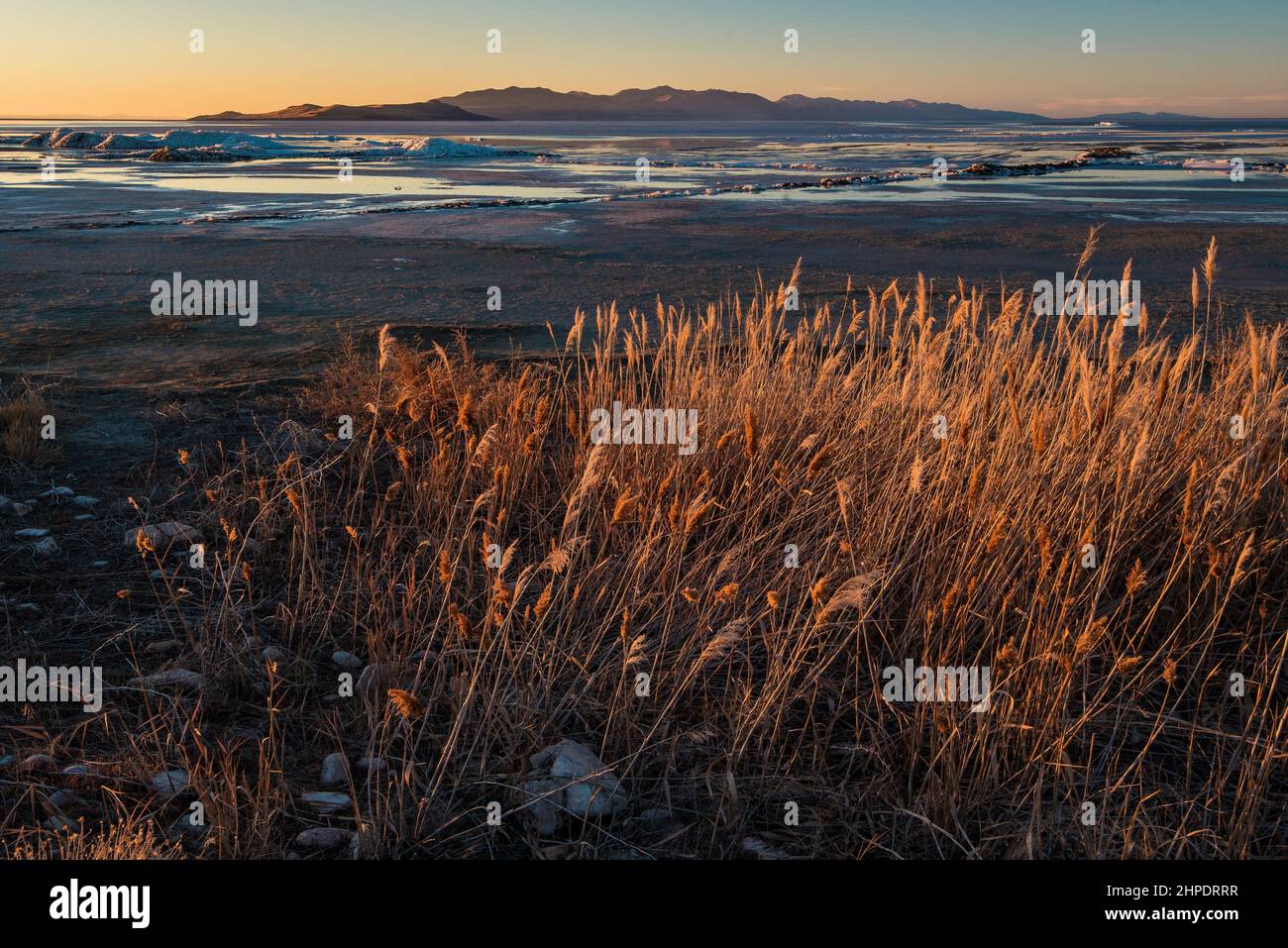 Abendsonne auf Salzgras in der Nähe des fernen und verschwindenden Wassers des Großen Salzsees. Salzberge stapelten sich in der Nähe. Dürre! Stockfoto