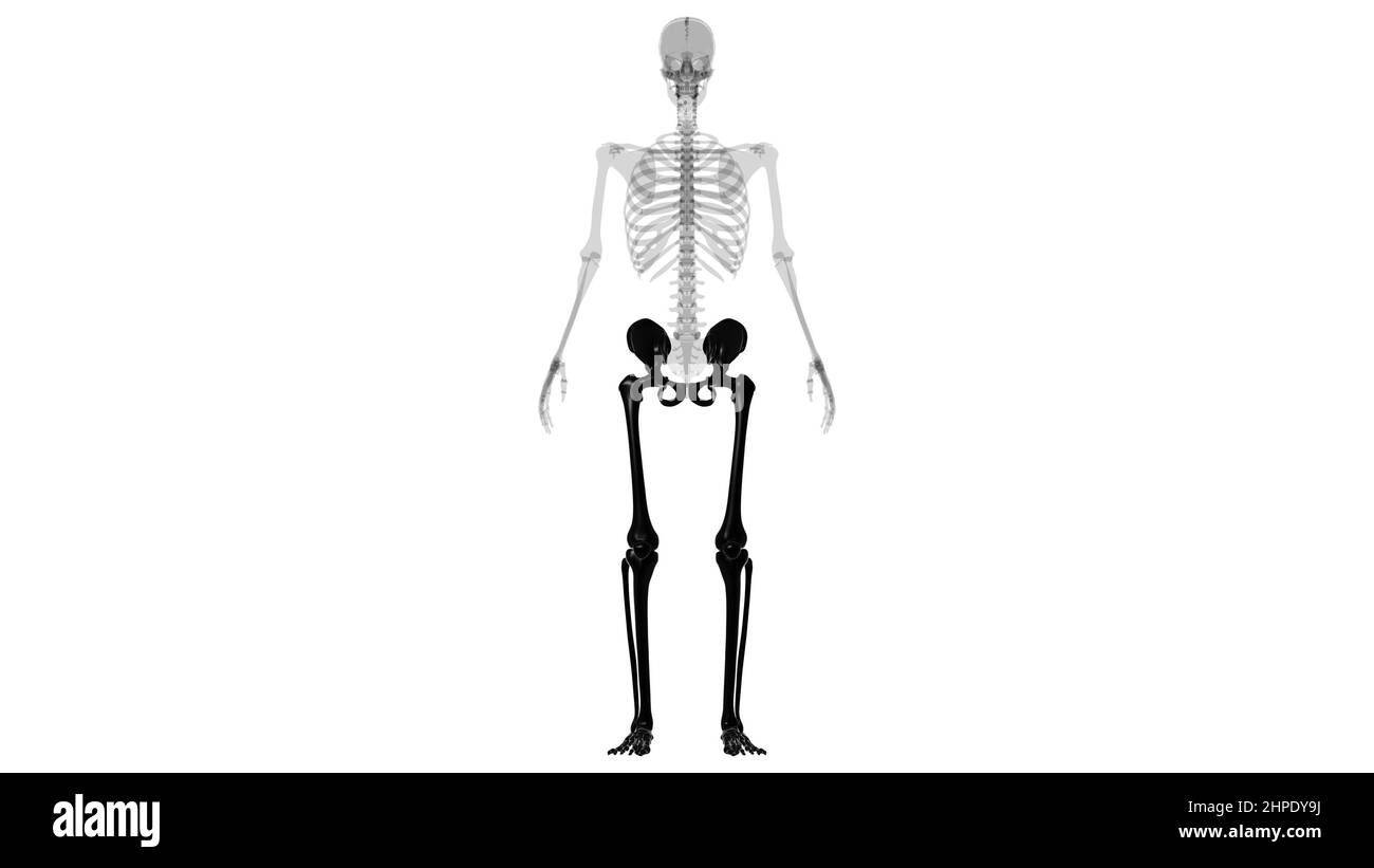 Menschliche Skelett untere Gliedmaßen Anatomie 3D Illustration Stockfoto