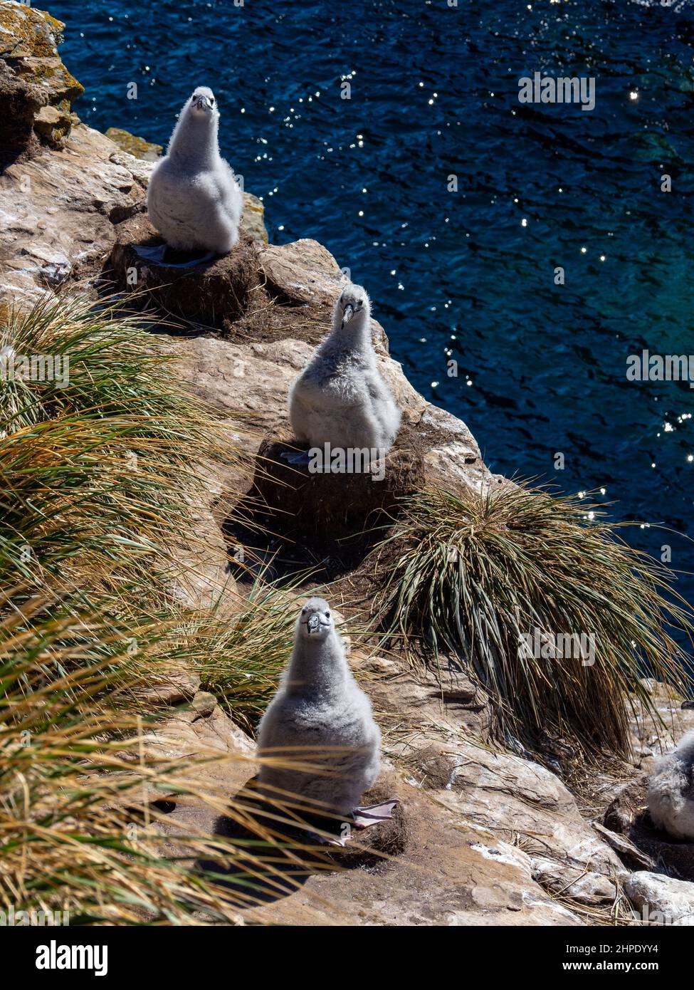 Schwarzbrauenalbatros, Thalassarche melanophris, brütet auf West Point Island, Falkland Islands Stockfoto