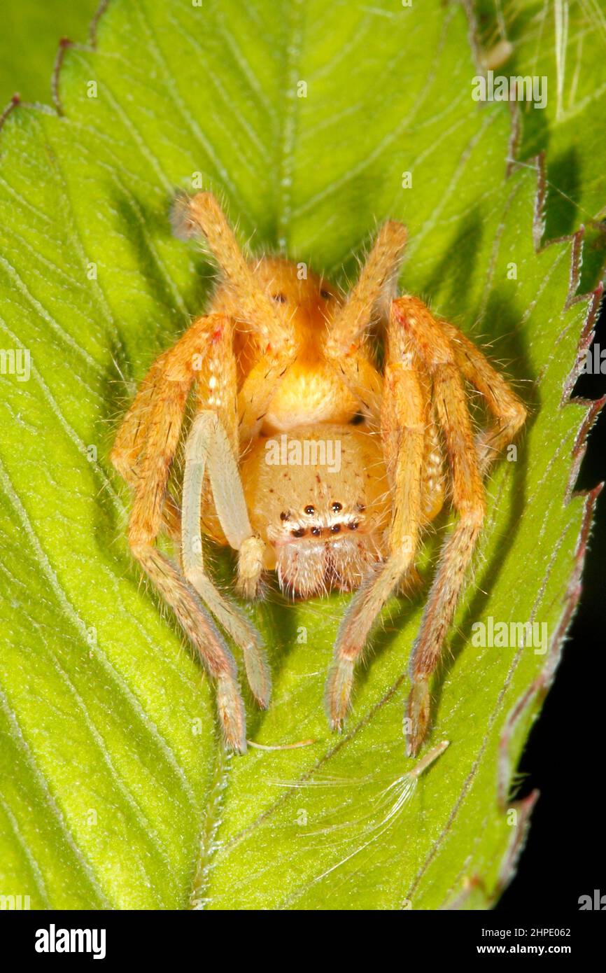 Abzeichen Huntsman Spider, Neosparassus sp. Möglicherweise Neosparassus diana. Coffs Harbour, NSW, Australien Stockfoto