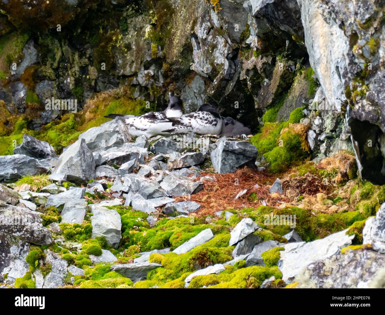 Cape Petrel, Daption Capense, Nisting auf einer Klippe in Paradise Harbour, Antarktische Halbinsel, Antarktis Stockfoto