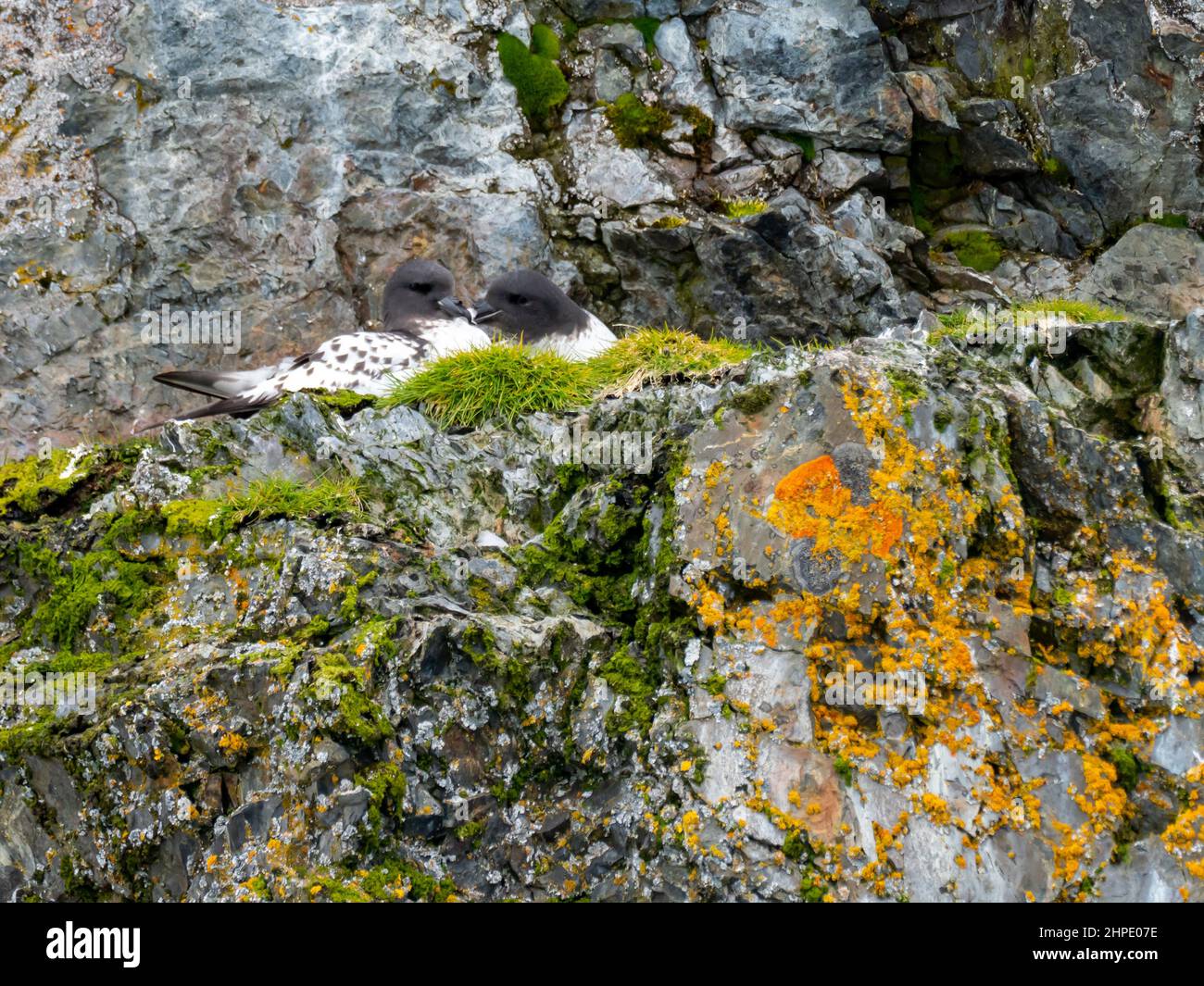 Cape Petrel, Daption Capense, Nisting auf einer Klippe in Paradise Harbour, Antarktische Halbinsel, Antarktis Stockfoto