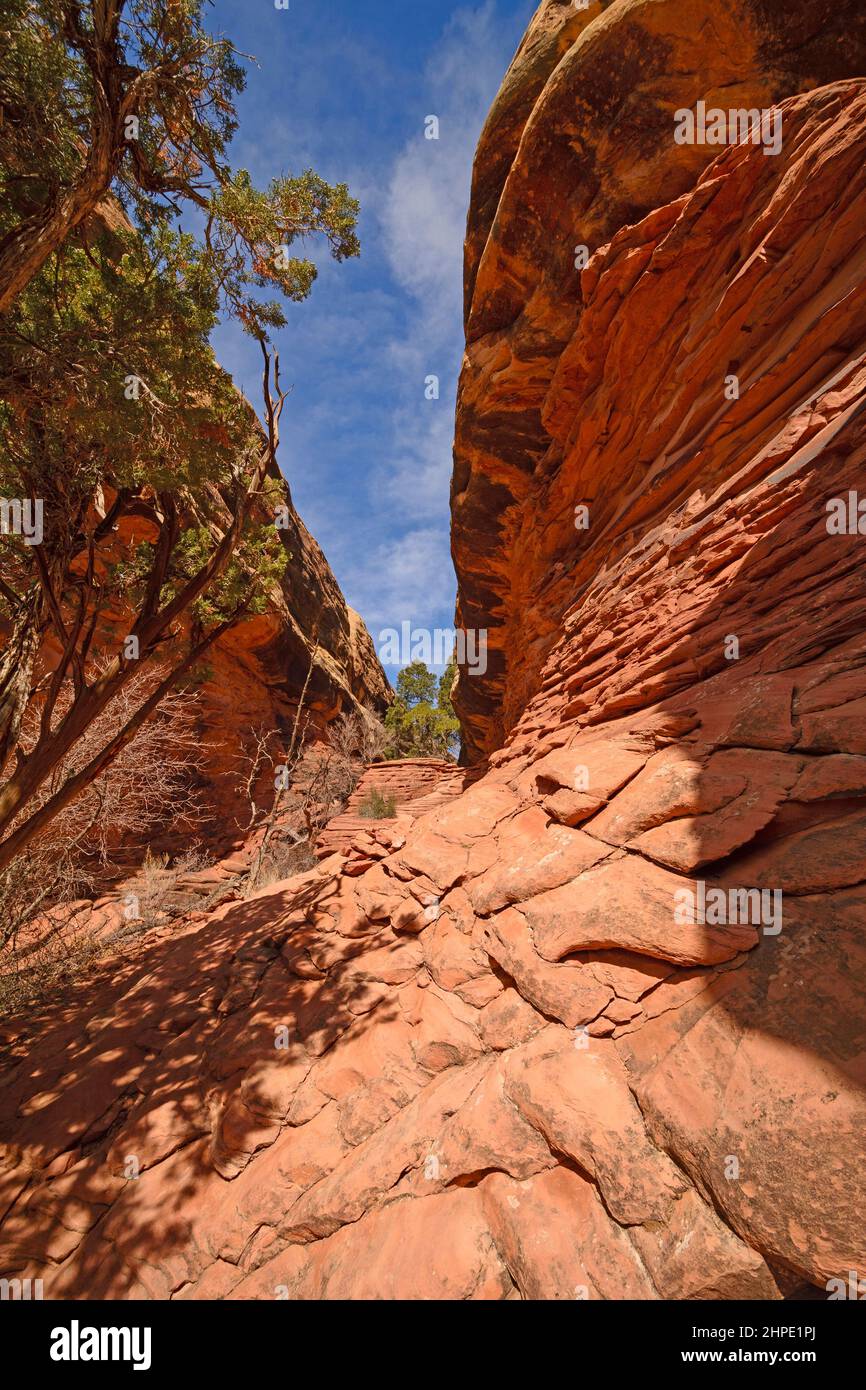 Narrow Trail durch die Canyonlands in der Needles Sektion des Canyonlands National Park in Utah Stockfoto