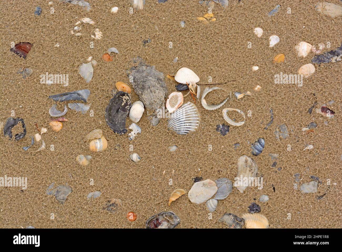 Sea Shell Array im Sand in der Nähe von Surfside Beach in Texas Stockfoto