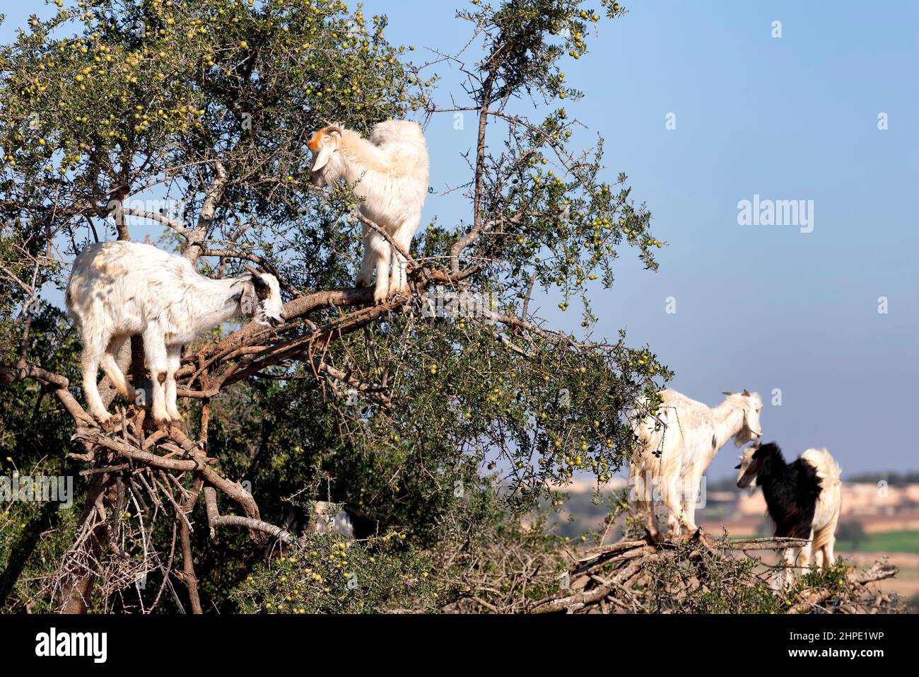Baumklettern Ziegen auf einem arganbaum in Essaouira, Marokko Stockfoto