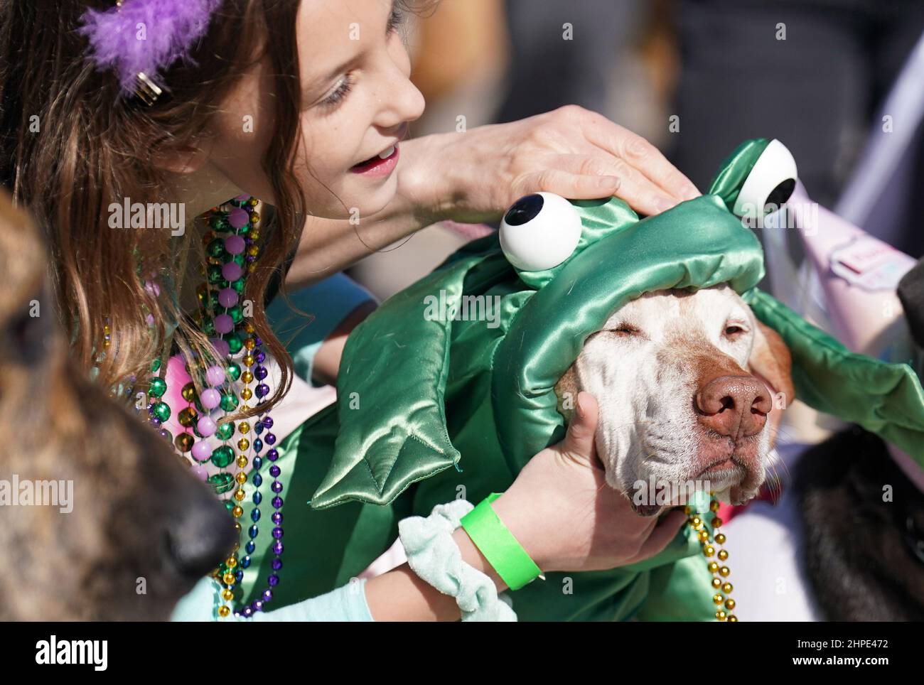 St. Louis, Usa. 20th. Februar 2022. Eine Tierbesitzerin stellt den Kopfbedeckung ihres Hundes vor dem Start der Purina Pet Parade in St. Louis am Sonntag, dem 20. Februar 2022, ein. Die Tierparade ist eine der Veranstaltungen zur jährlichen Mardi Gras Woche in St. Louis. Foto von Bill Greenblatt/UPI Credit: UPI/Alamy Live News Stockfoto