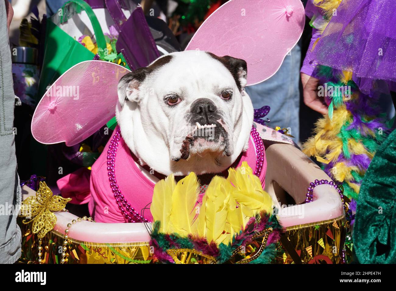 St. Louis, Usa. 20th. Februar 2022. Ein kostümierter Hund in einem Wagen wartet auf den Start der Purina Pet Parade in St. Louis am Sonntag, den 20. Februar 2022. Die Tierparade ist eine der Veranstaltungen zur jährlichen Mardi Gras Woche in St. Louis. Foto von Bill Greenblatt/UPI Credit: UPI/Alamy Live News Stockfoto