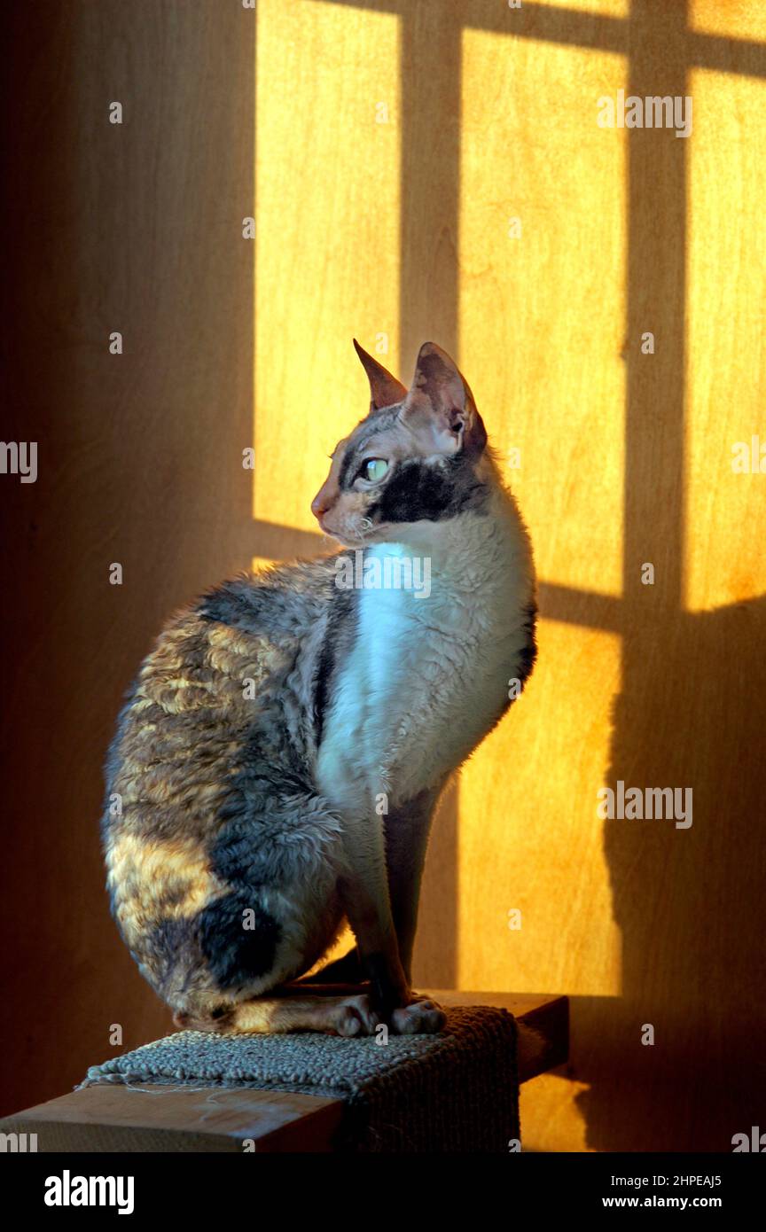 Cornish Rex weibliche Calico Show Katze genießt es, in der Sonne zu sitzen, wenn es untergeht Stockfoto