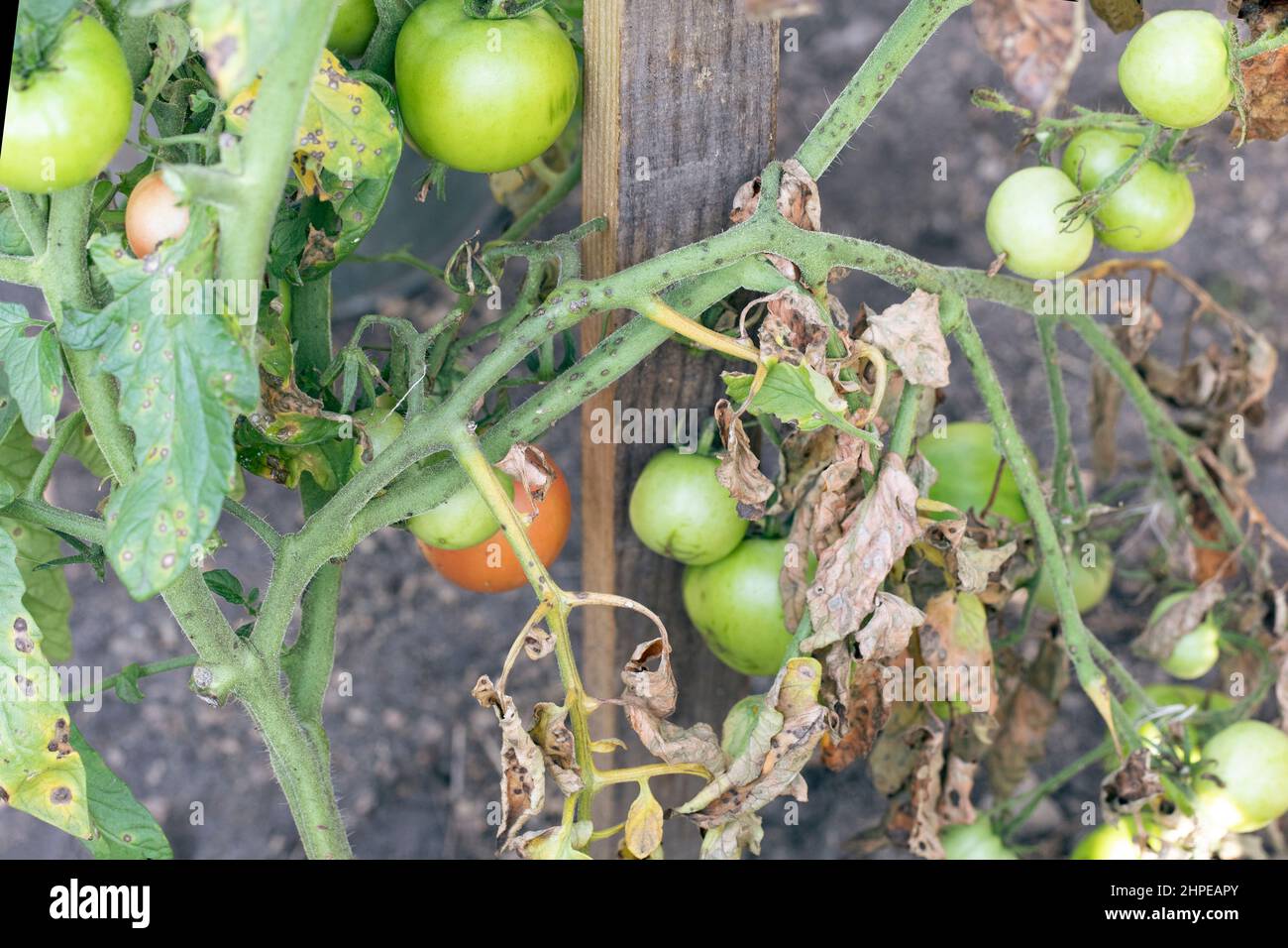 Fusarium welkt Krankheit auf Tomatenpflanze. Beschädigt durch Krankheiten und Schädlinge von Tomatenblättern Stockfoto