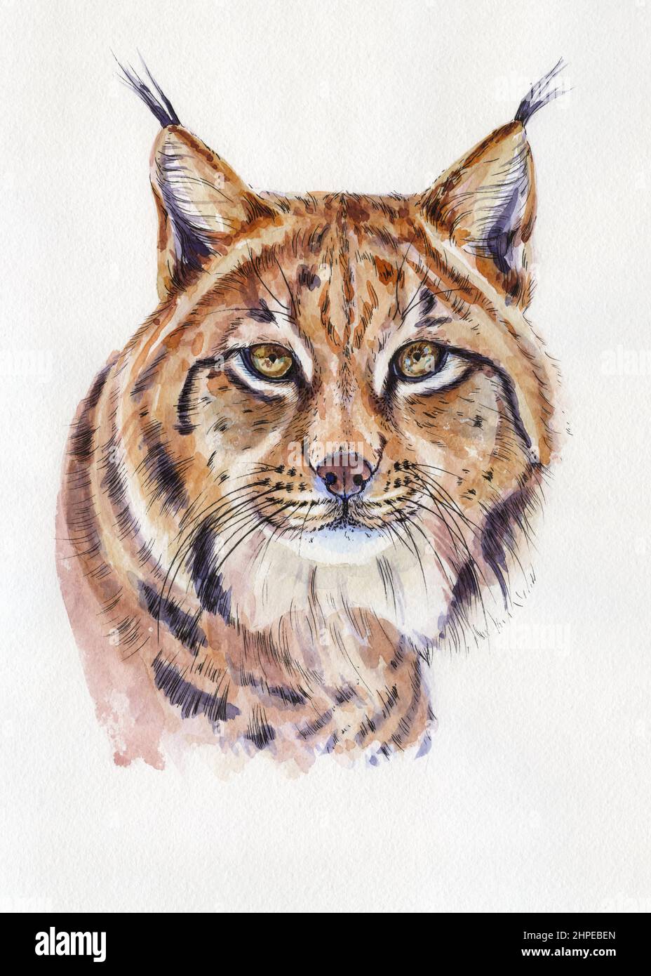 Lynx-Porträt. Grafik Aquarellillustration. Handgezeichnetes Tier auf Weiß Stockfoto