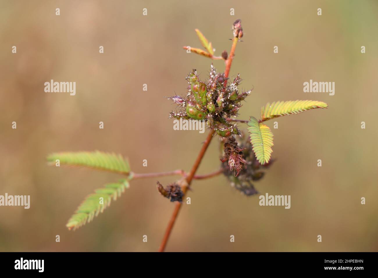 Schampflanzen oder berühren mich nicht Pflanzen Close Up ein anderer Name ist Mimosa pudica Stockfoto